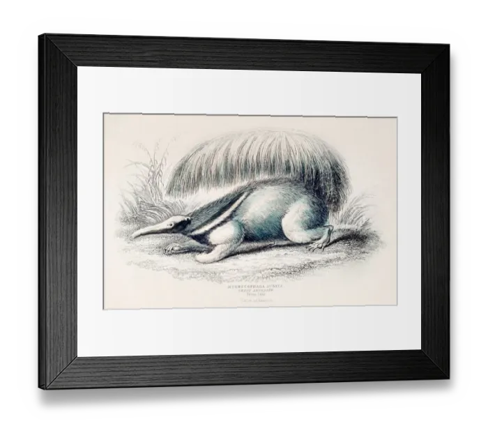 Framed Print : Giant anteater engraving 1855 Framed Print : Giant anteater engraving 1855