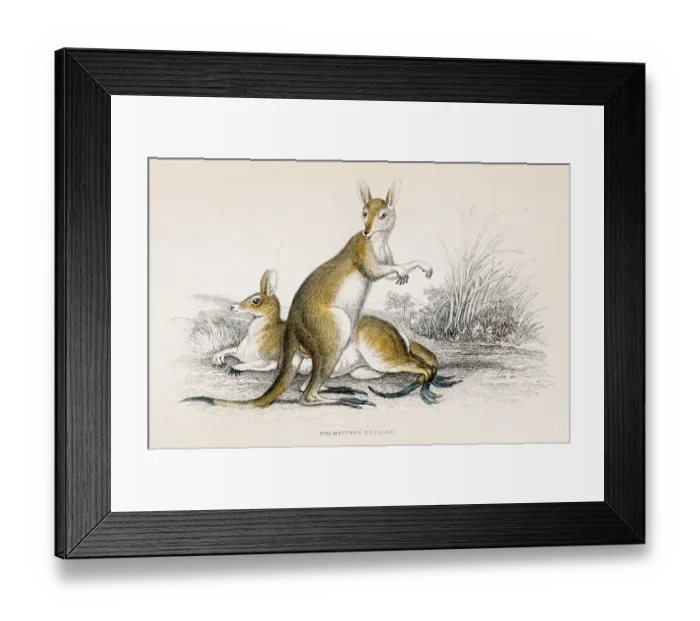 Framed Print : Kangaroo engraving 1855 Framed Print : Kangaroo engraving 1855