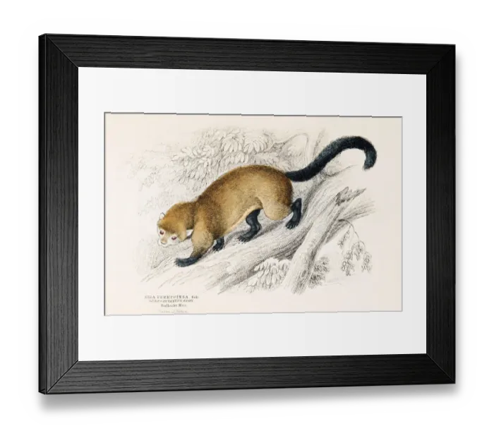 Framed Print : Eira weasel engraving 1855
