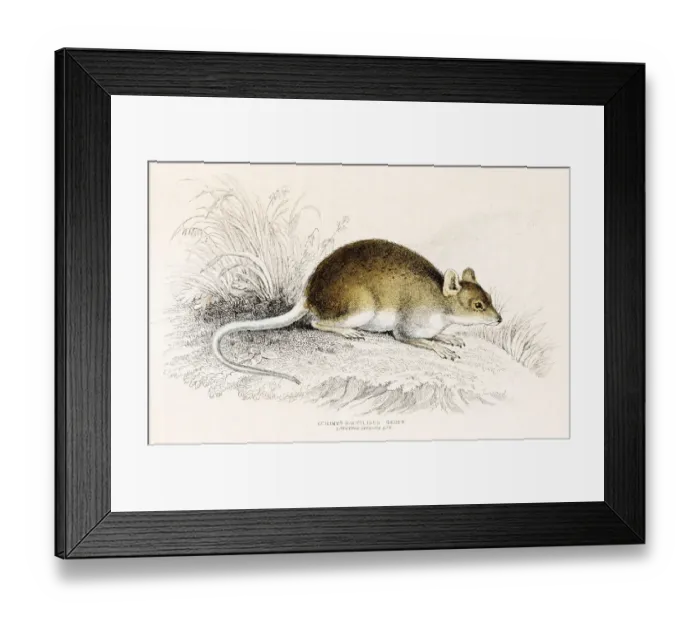 Framed Print : Rat engraving 1855 Framed Print : Rat engraving 1855