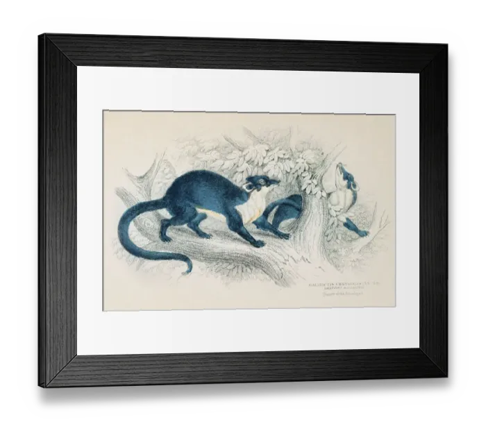 Framed Print : Galidictis Chrysogastes engraving 1855