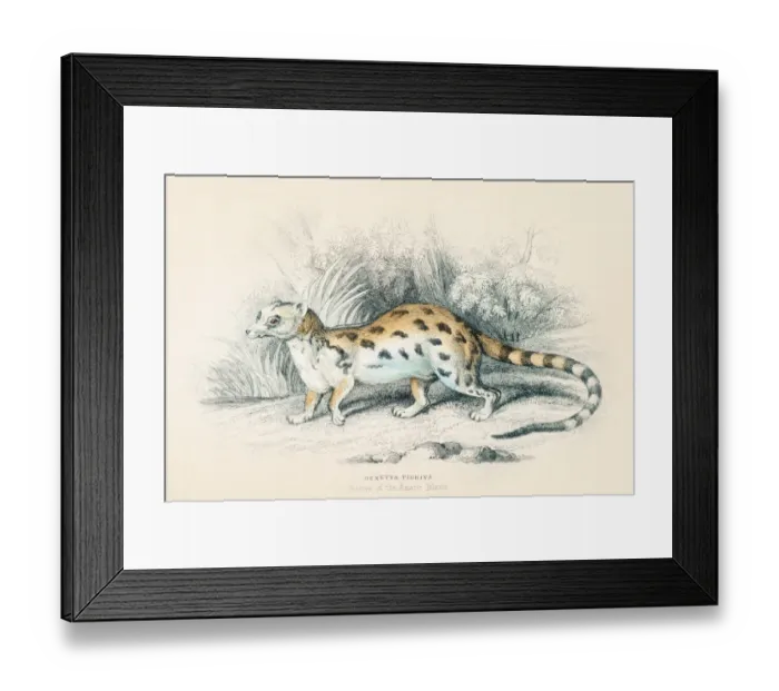 Framed Print : Viverra genet engraving 1855 Framed Print : Viverra genet engraving 1855