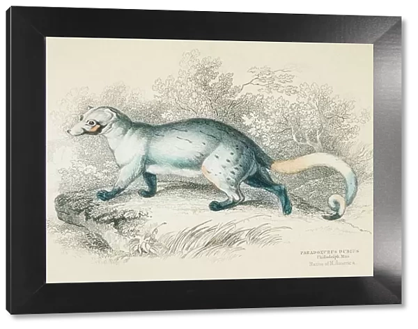 Civet cat engraving 1855