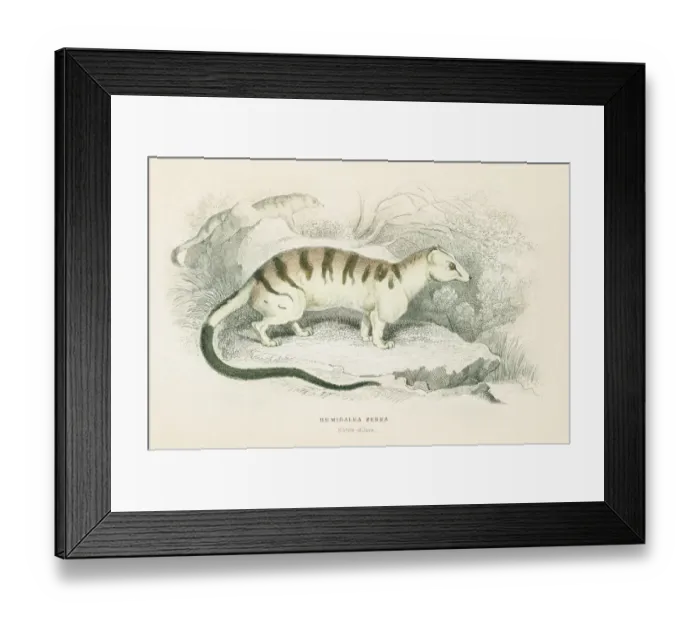 Framed Print : Palm Civet Hemigalus engraving 1855