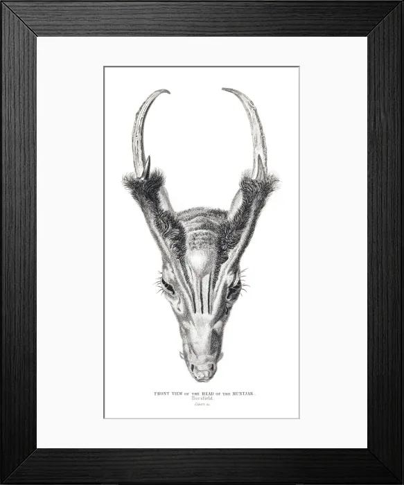 Framed Print : The head of Muntjac engraving 1855 Framed Print : The head of Muntjac engraving 1855