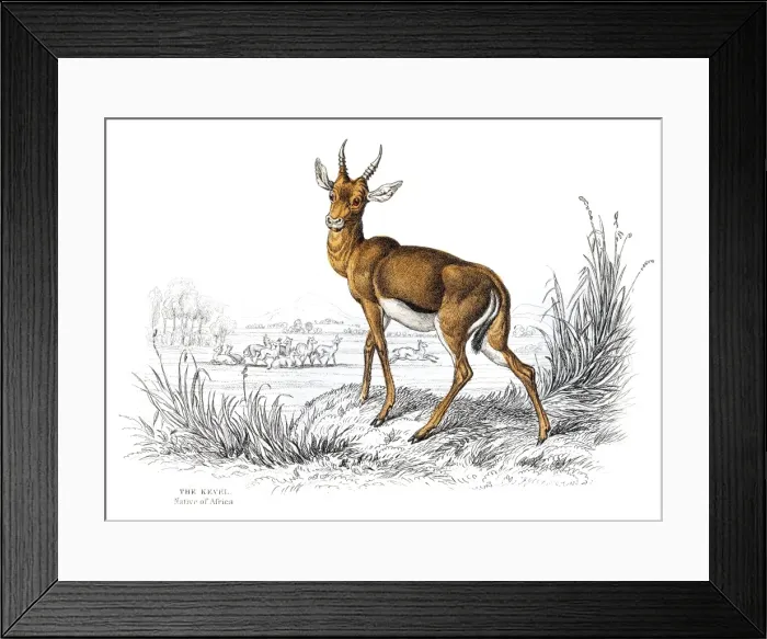 Framed Print : The Common Kevel engraving 1855 Framed Print : The Common Kevel engraving 1855