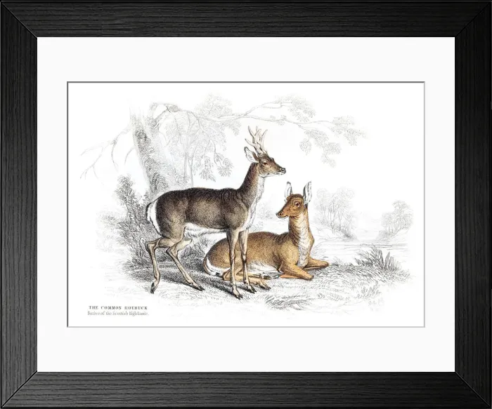 Framed Print : The Common Roebuck engraving 1855