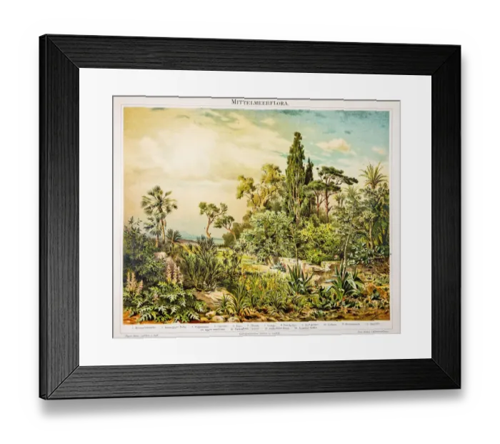 Framed Print : Mediterranean flora engraving 1896 Framed Print : Mediterranean flora engraving 1896