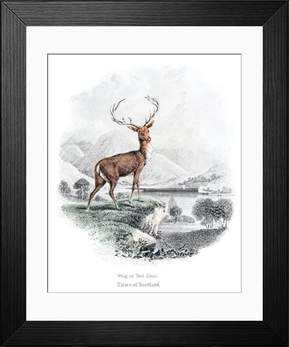 Framed Print : The stag red deer engraving 1855 Framed Print : The stag red deer engraving 1855