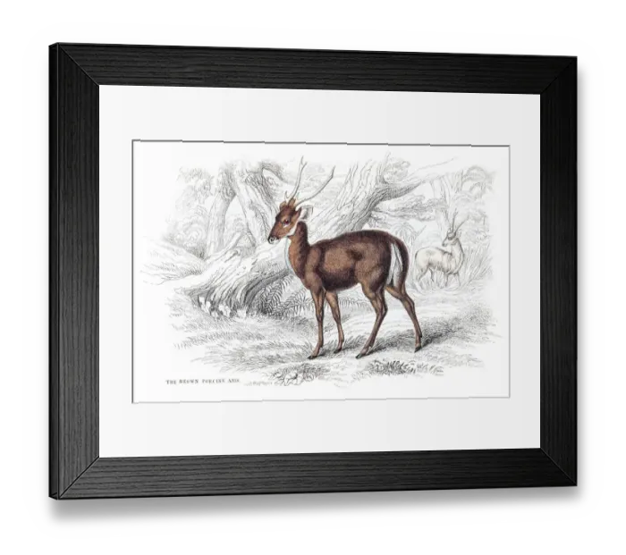 Framed Print : The Brown Porcine Axis engraving 1855 Framed Print : The Brown Porcine Axis engraving 1855