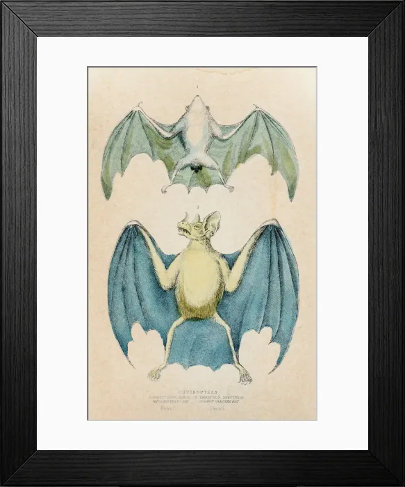 Framed Print : Chiroptera bat engraving 1855 Framed Print : Chiroptera bat engraving 1855