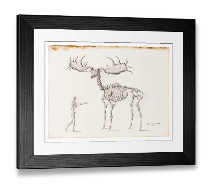Framed Print : The fossil elk engraving 1855 Framed Print : The fossil elk engraving 1855