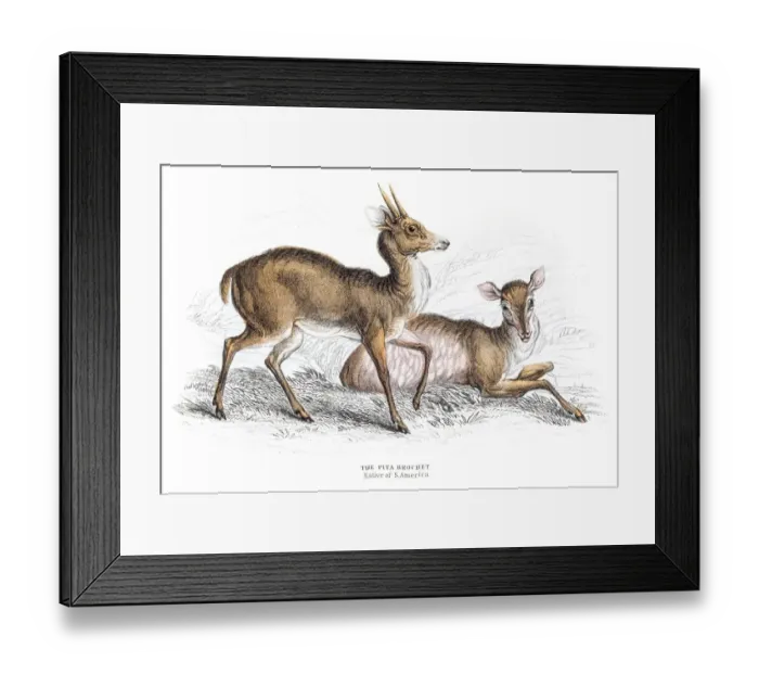 Framed Print : The Pita brochet engraving 1855