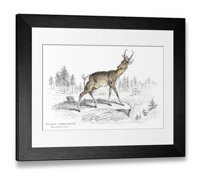 Framed Print : The Pronghorn antelope engraving 1855 Framed Print : The Pronghorn antelope engraving 1855