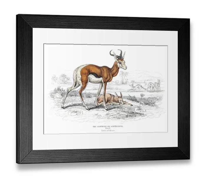 Framed Print : The Springbok antelope engraving 1855 Framed Print : The Springbok antelope engraving 1855