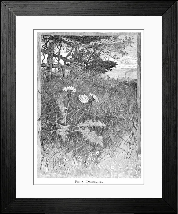 Framed Print : Dandelion flowers engraving 1898 Framed Print : Dandelion flowers engraving 1898