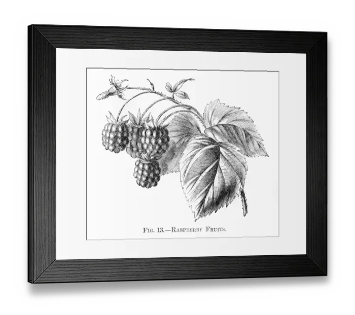 Framed Print : Raspberry fruits engraving 1898 Framed Print : Raspberry fruits engraving 1898