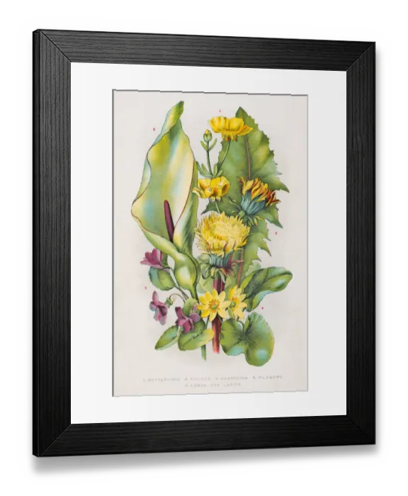 Framed Print : Wild flowers engraving 1898 Framed Print : Wild flowers engraving 1898
