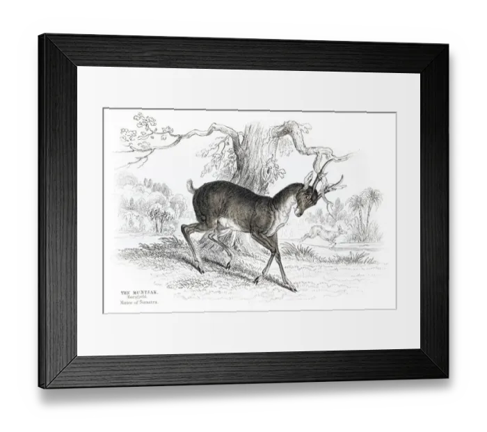 Framed Print : The Indian Muntjac engraving 1855 Framed Print : The Indian Muntjac engraving 1855