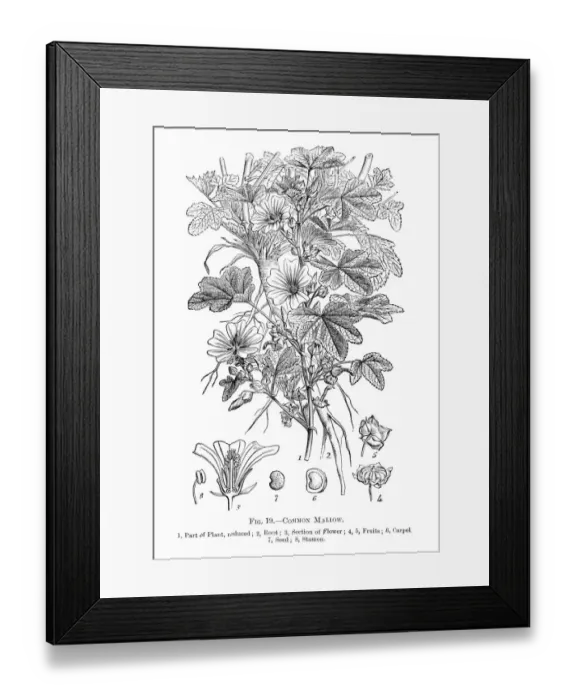 Framed Print : Wild flowers engraving 1898 Framed Print : Wild flowers engraving 1898