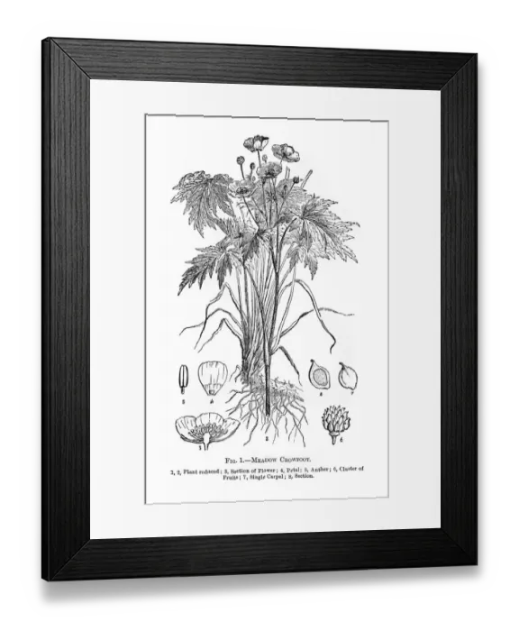 Framed Print : meadow crowfoot flowers engraving 1898 Framed Print : meadow crowfoot flowers engraving 1898
