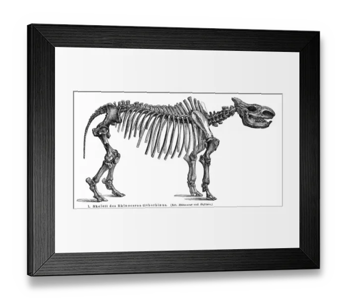Framed Print : Woolly rhinoceros skeletons engraving 1895