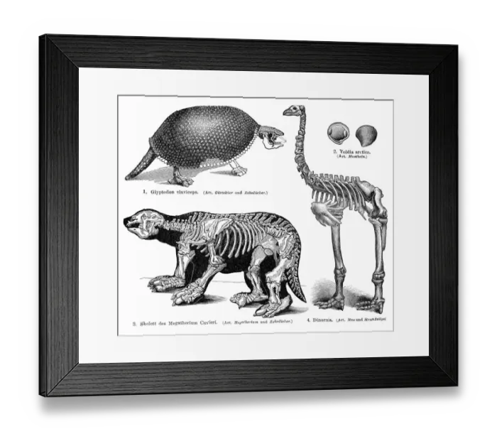Framed Print : Animal skeletons engraving 1895 Framed Print : Animal skeletons engraving 1895