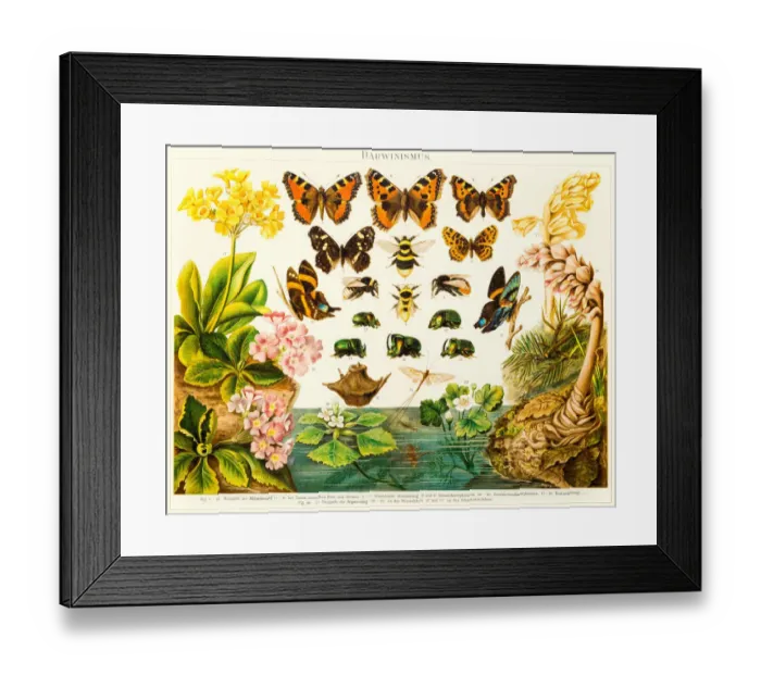 Framed Print : Insects butterflies lithograph 1895 Framed Print : Insects butterflies lithograph 1895