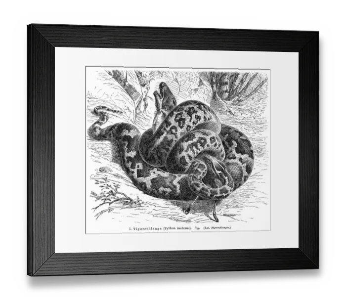 Framed Print : Python molurus engraving 1896 Framed Print : Python molurus engraving 1896