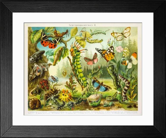 Framed Print : Insects protection devices lithograph 1895 Framed Print : Insects protection devices lithograph 1895