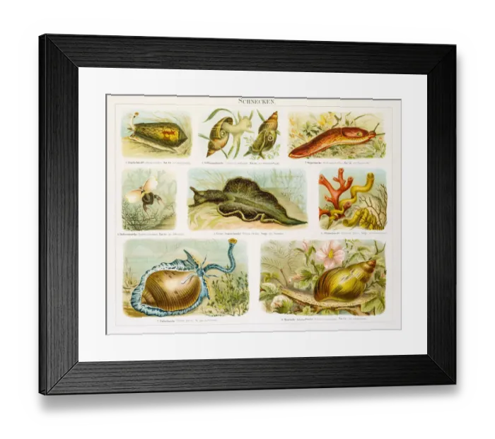 Framed Print : Snails lithograph 1896