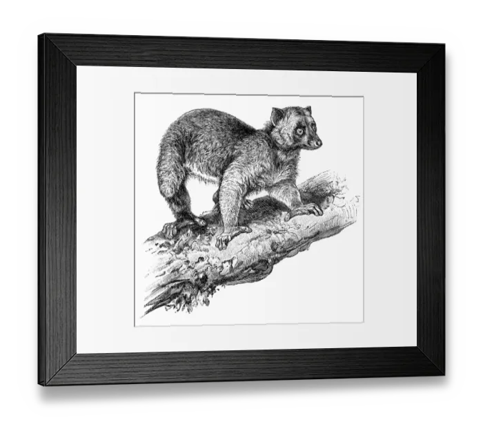 Framed Print : Angwantibo engraving 1895 Framed Print : Angwantibo engraving 1895