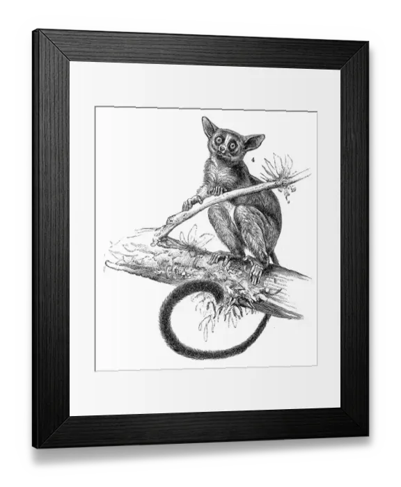 Framed Print : Galago engraving 1895 Framed Print : Galago engraving 1895