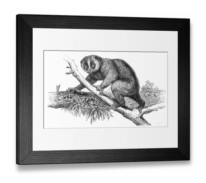 Framed Print : Plumplori engraving 1895 Framed Print : Plumplori engraving 1895