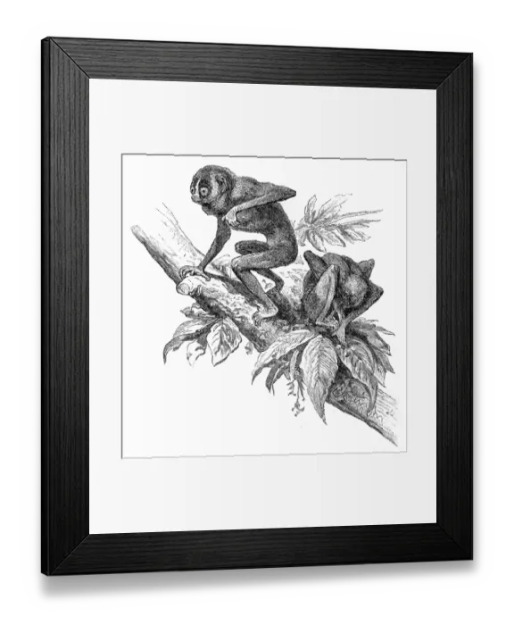 Framed Print : Red slender lorisengraving 1895 Framed Print : Red slender lorisengraving 1895