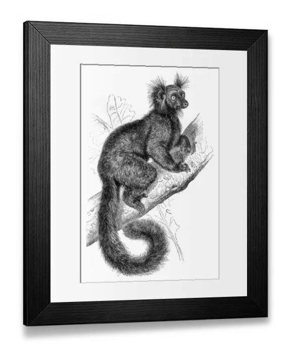 Framed Print : Black Lemur engraving 1895