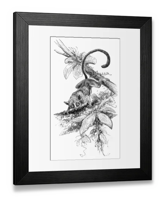 Framed Print : Pygmy mouse lemur engraving 1895 Framed Print : Pygmy mouse lemur engraving 1895
