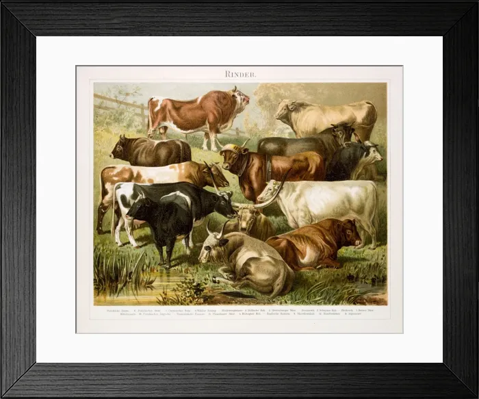 Framed Print : Beef cattle Chromolithograph 1896 Framed Print : Beef cattle Chromolithograph 1896