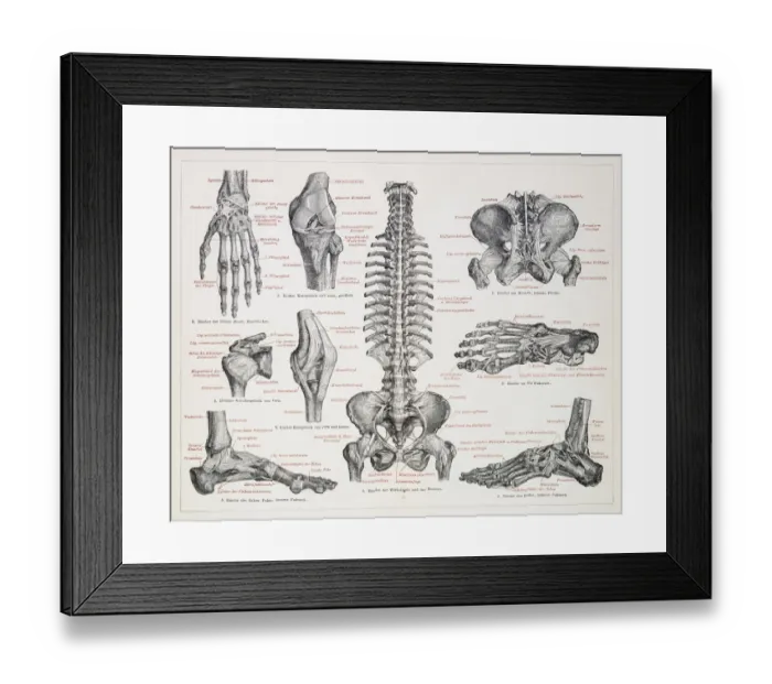 Framed Print : The human skeleton engraving 1895 Framed Print : The human skeleton engraving 1895