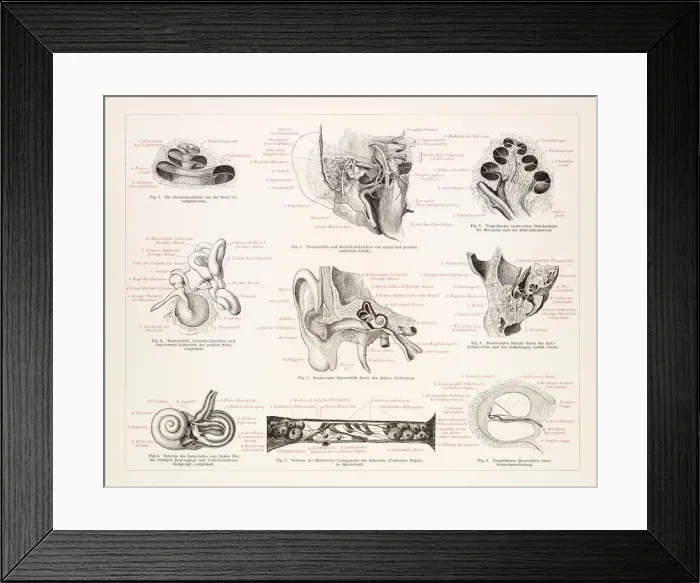 Framed Print : The human ear engraving 1896 Framed Print : The human ear engraving 1896