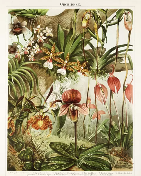 Orchid Antique Chromolithograph 1896