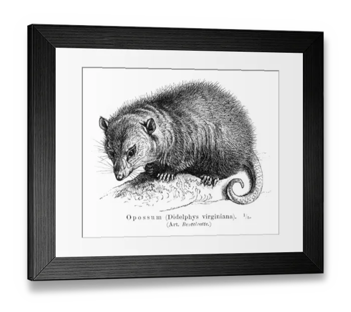 Framed Print : Opossum engraving 1895