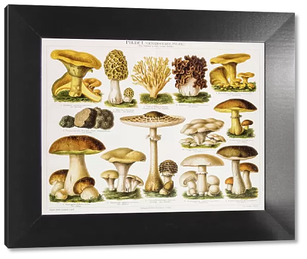 Edible Mushrooms Antique Chromolithograph 1896