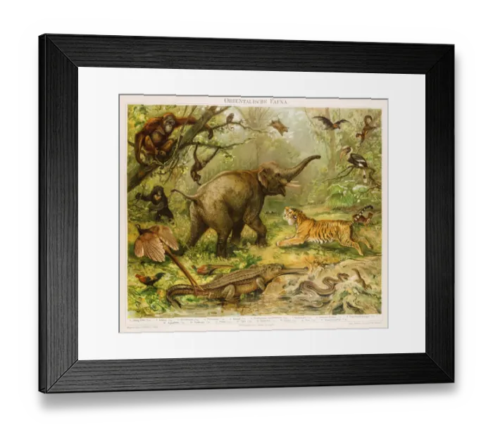 Framed Print : Oriental fauna Chromolithograph 1896 Framed Print : Oriental fauna Chromolithograph 1896