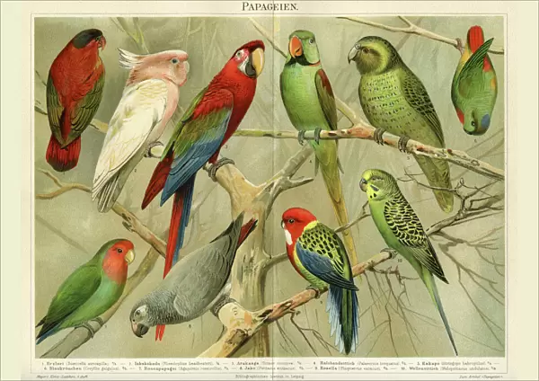 Parrots Chromolithograph 1896
