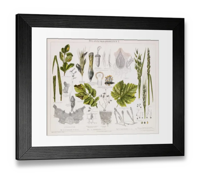 Framed Print : Plant diseases Chromolithograph 1896 Framed Print : Plant diseases Chromolithograph 1896