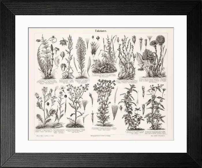 Framed Print : Weed engravings 1897 Framed Print : Weed engravings 1897
