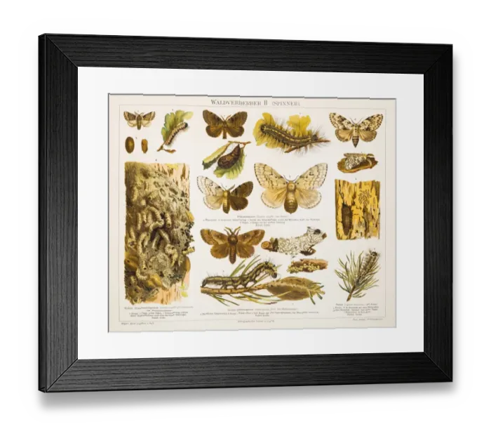 Framed Print : Forest destroyer insects lithograph 1897 Framed Print : Forest destroyer insects lithograph 1897