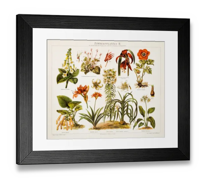 Framed Print : Houseplants Antique Chromolithograph 1897 Framed Print : Houseplants Antique Chromolithograph 1897