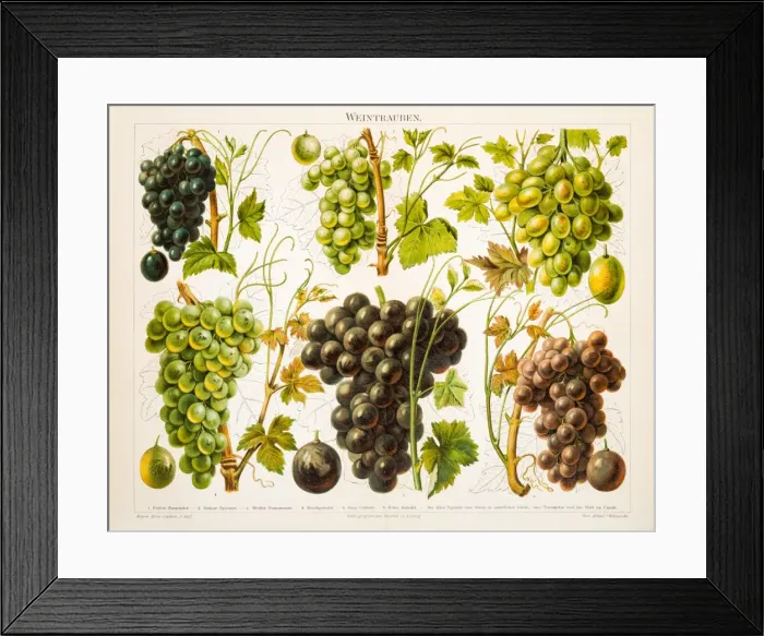 Framed Print : Grapes Antique Chromolithograph 1897